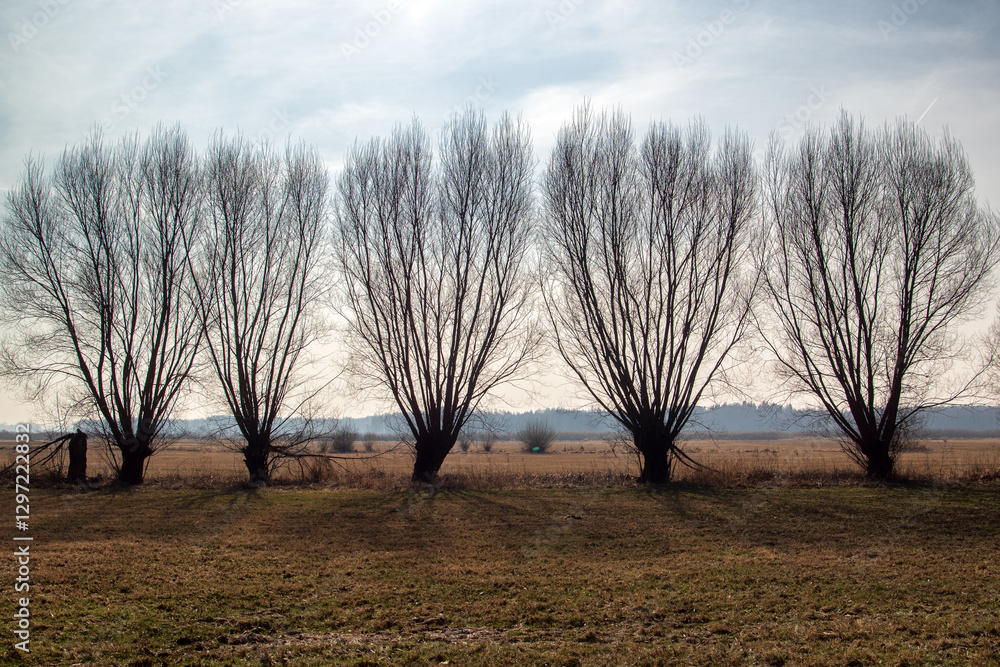 Przedwiośnie w Dolinie Górnej Narwi, Podlasie, Polska