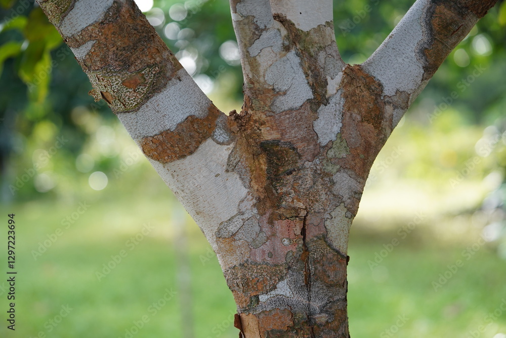 Naklejka premium Patterned bark of a Dipteryx odorata tree, known as cumaru or kumaru teak. The tree produces the tonka bean, a popular spice and medicinal seed. Terra do Caju village, Amazonas, Brazil.