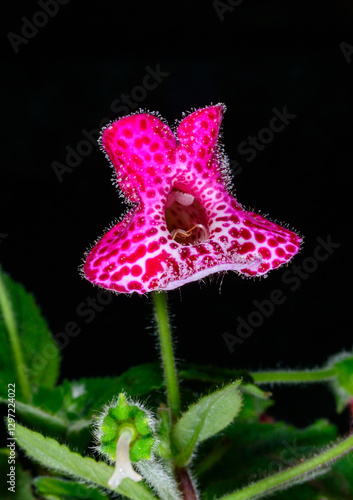 Kohleria sp., droplets of sweet juice on the hairs of a red spotted flower of a tropical plant in a botanical collection, Ukraine photo