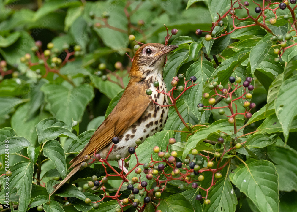 A young Wood Thrush perched amongst, and feeding on, the berries of an Elderberry tree A young Wood Thrush perched amongst, and feeding on, the berries of an Elderberry tree
