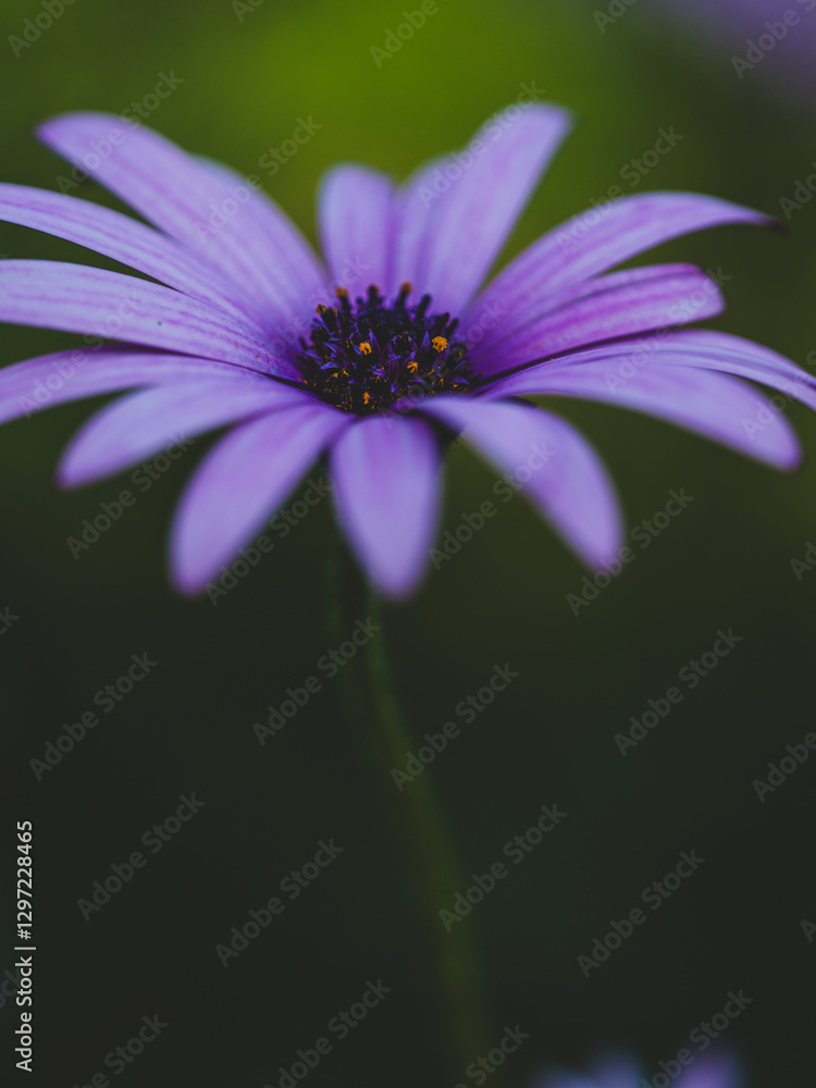 Fototapeta premium beautiful flower in the nature