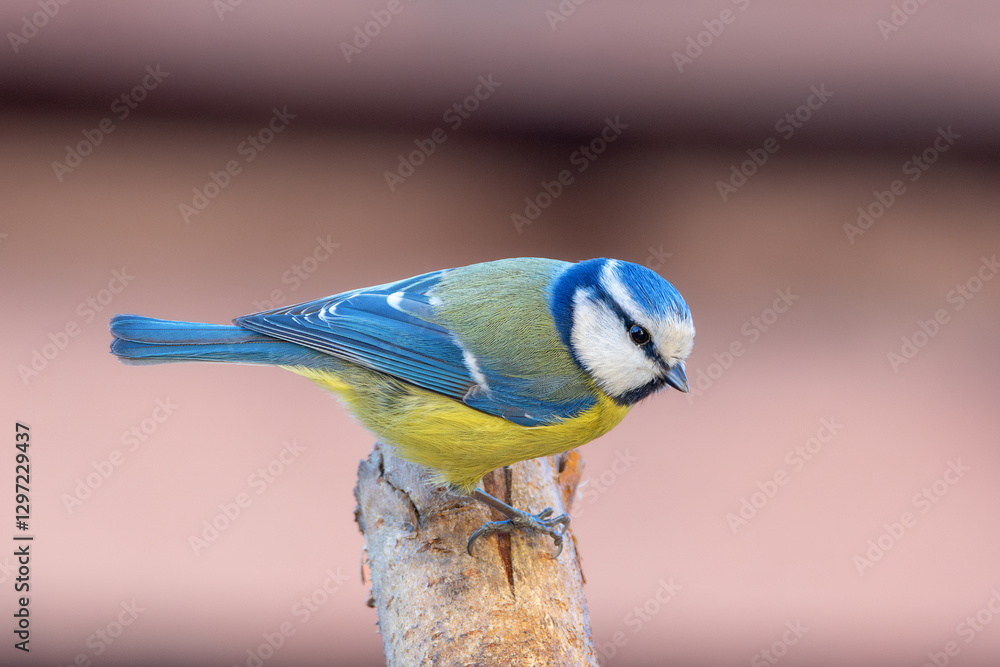 Obraz premium cute blue tit on a stump