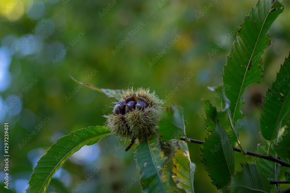 Castanea sativa ripening fruits in spiny cupules, edible hidden seed nuts hanging on tree branches, green leaves