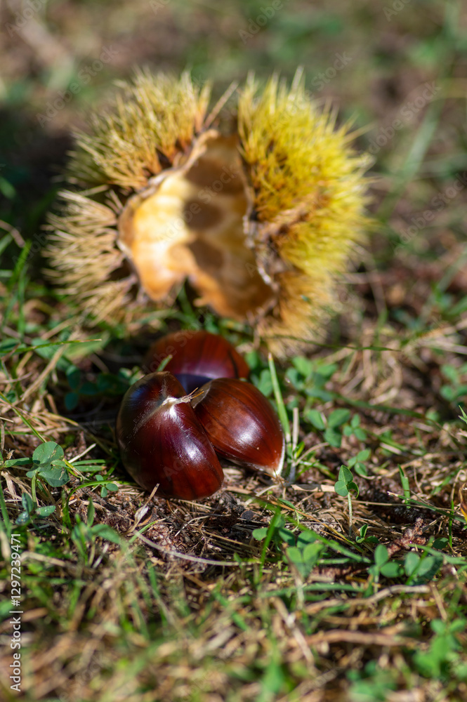 Castanea sativa ripening fruits in spiny cupules, edible hidden seed nuts hanging on tree branches, green leaves Castanea sativa ripening fruits in spiny cupules, edible hidden seed nuts hanging on tree branches, green leaves