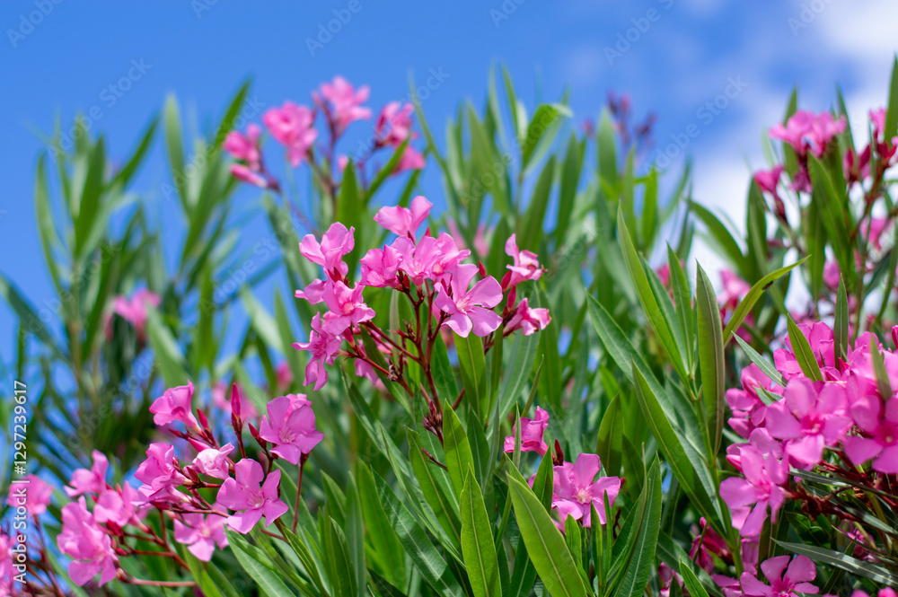 Nerium oleander bright pink flowers in bloom, green leaves on shrub branches in daylight