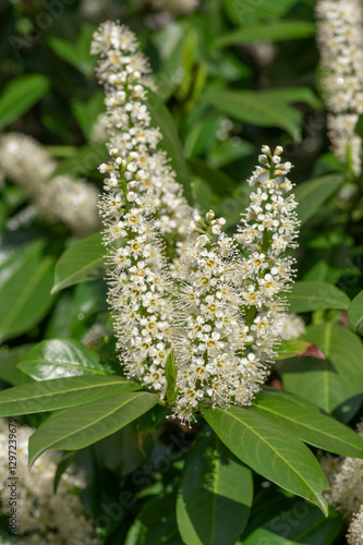 Obraz na płótnie Prunus laurocerasus cherry laurel flowering plants, group of white flowers on bush branches in bloom, green leaves w salonie