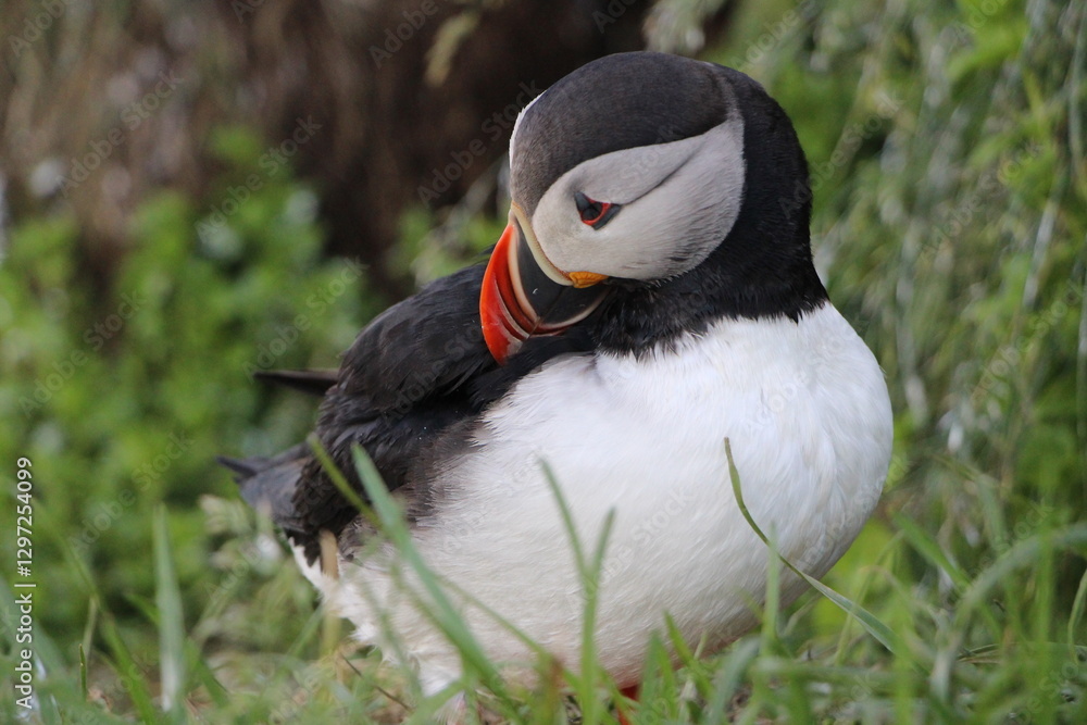 Naklejka premium Macareux posé sur un rocher. Paysage sur la mer et l'oiseau sur son rocher. Macareux islande
