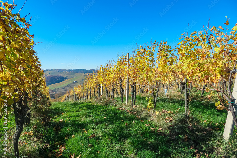 Fototapeta premium Rows of golden vines cascade down rolling hills, Ratsch an der Weinstrasse, Styria, Austria. Picturesque vineyard landscape dotted with charming houses in autumn. Scenic beauty of Styrian wine region