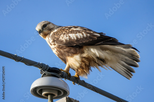 Rough-legged hawk perched on a power line against blue sky
