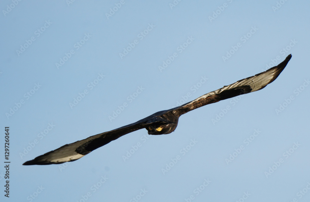 Common buzzard flying in a clear blue sky Common buzzard flying in a clear blue sky