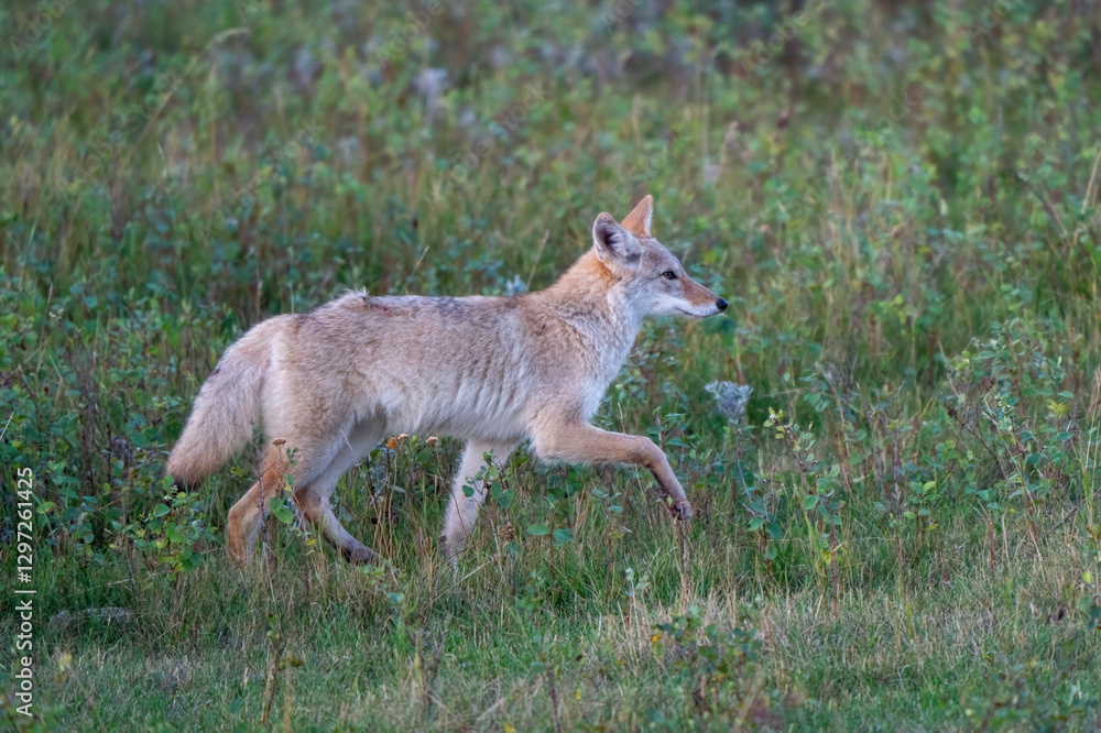 Coyote trotting through a grassy field at dawn Coyote trotting through a grassy field at dawn