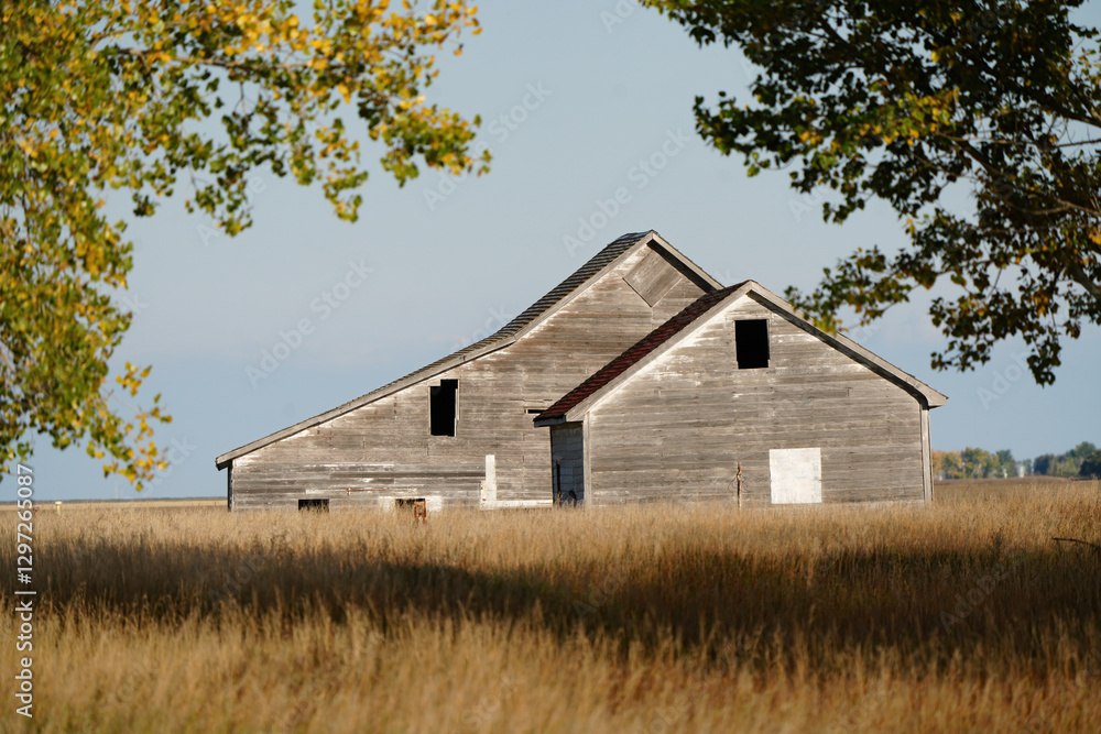 Abandoned weathered barn standing in a golden field with autumn trees Abandoned weathered barn standing in a golden field with autumn trees