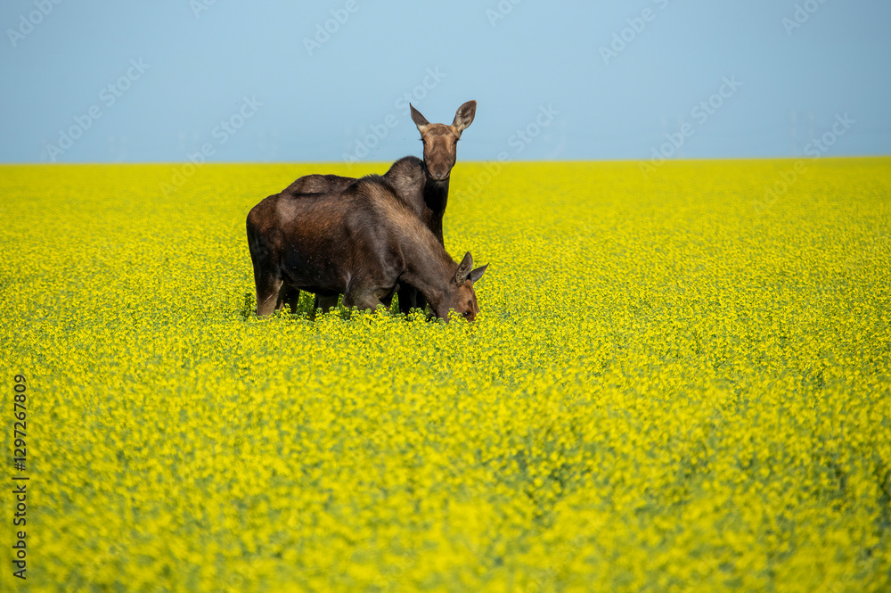 Two moose grazing in a canola field under a blue sky