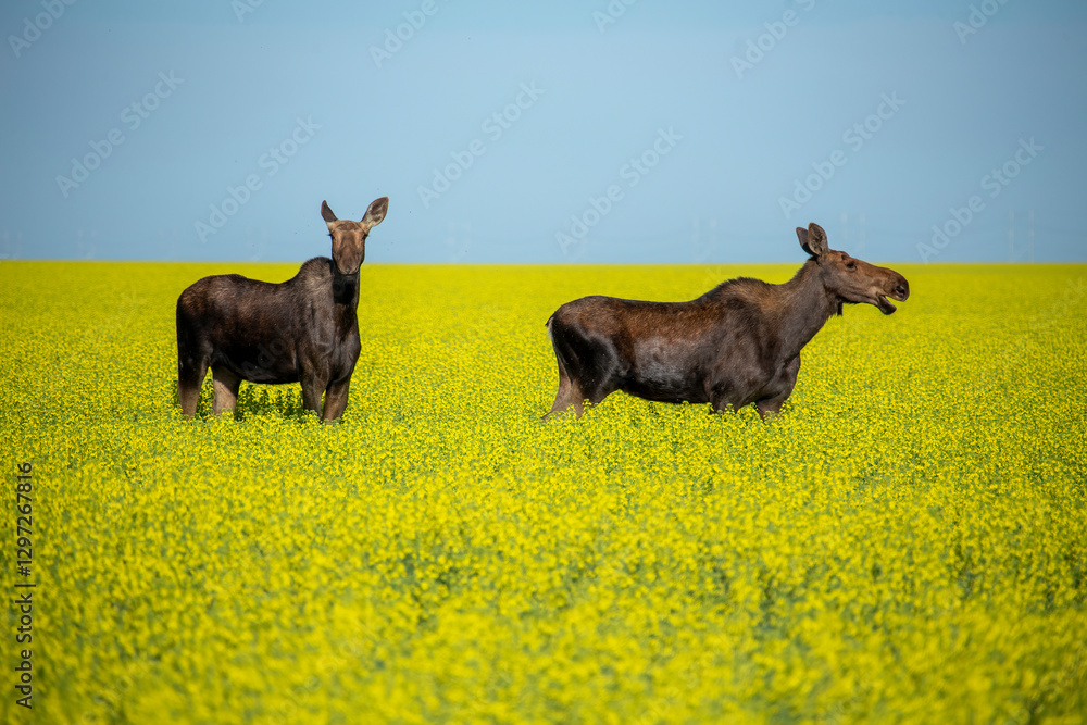 Two moose grazing in a canola field under a blue sky