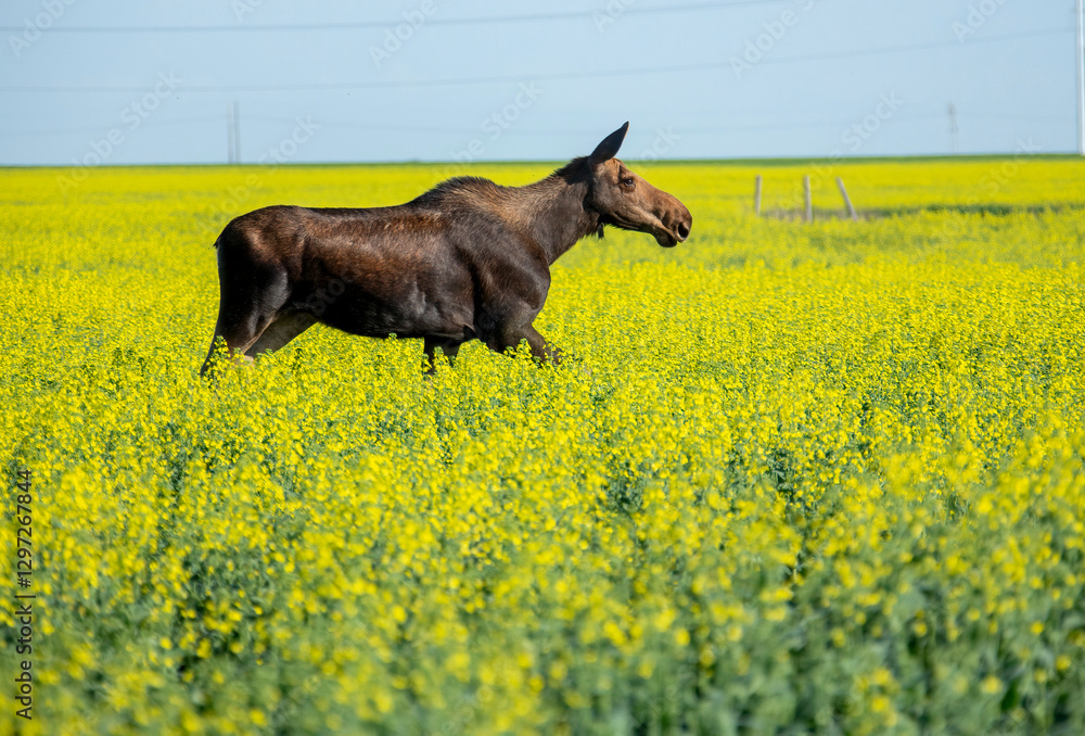 Moose running through canola field on sunny day