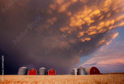 Obraz na płótnie Mammatus clouds at sunset over a farm in the canadian prairies w salonie