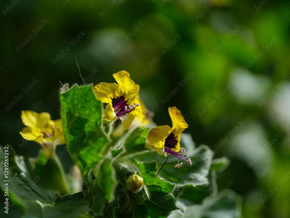 beautiful flower in the nature beautiful flower in the nature