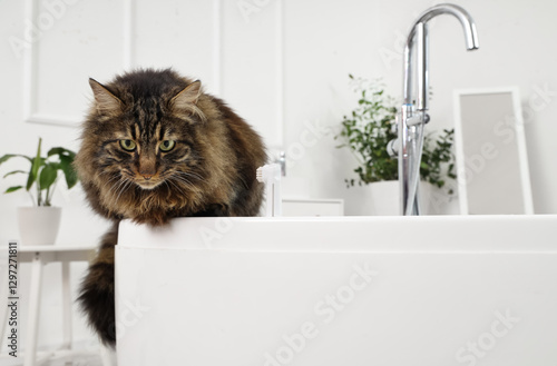Cute fluffy cat with toothb...