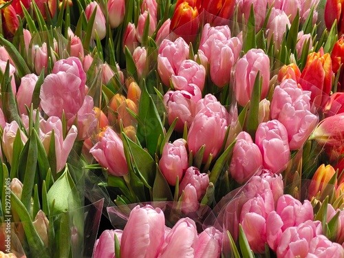 white purple yellow pink red violet multicolored tulips in bouquets in large quantities. Sea of tulips. Cut tulips in bouquets
