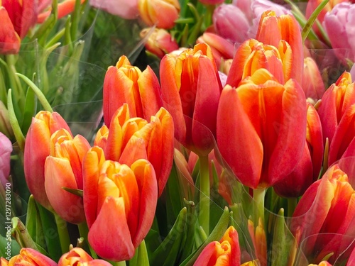 white purple yellow pink red violet multicolored tulips in bouquets in large quantities. Sea of tulips. Cut tulips in bouquets