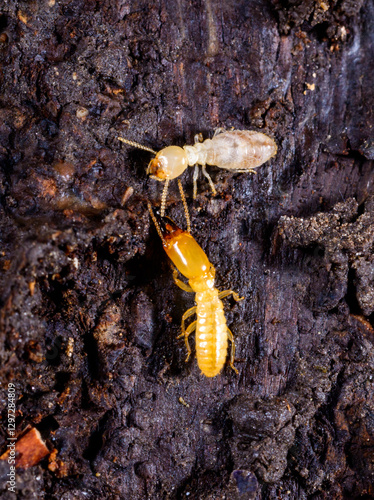 Subterranean termites Reticulitermes lucifugus, termites living under rotten wood old tree stump