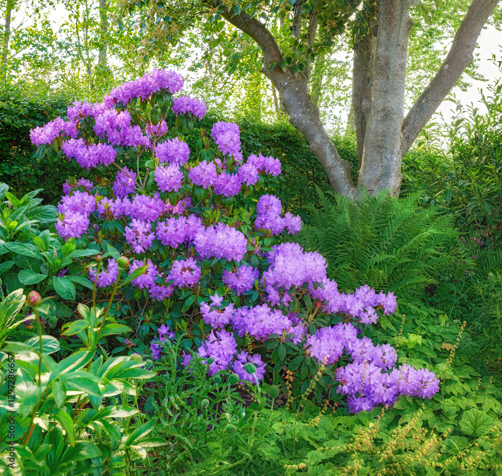 Obraz premium Flowers, plants and garden with bush for summer, zen and peace with outdoor morning. Purple gem, rhododendron and floral ecology in nature, nursery landscape or botanical park environment with trees
