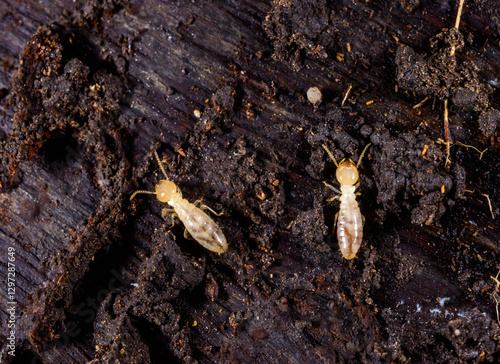 Subterranean termites Reticulitermes lucifugus, termites living under rotten wood old tree stump