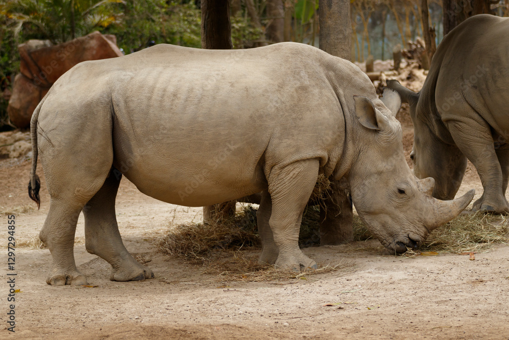 white rhino and calf