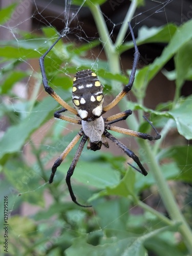 spider on a web