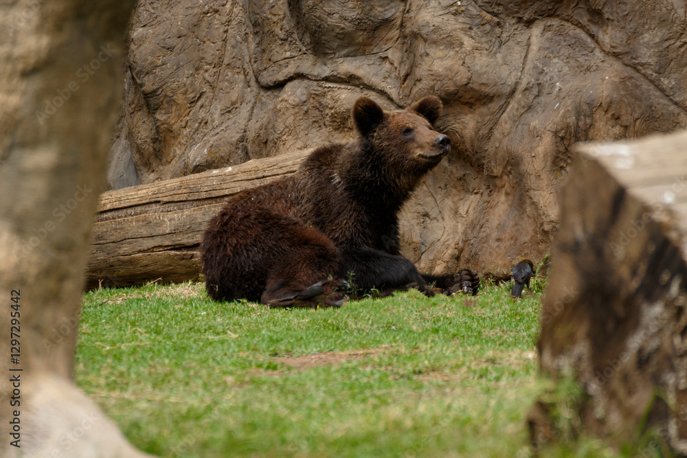 Fototapeta premium brown bear in the woods