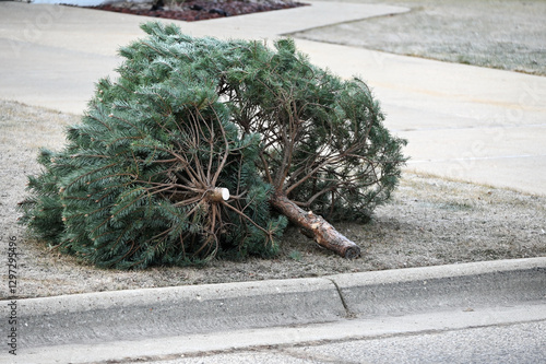 Discarded Christmas Trees
