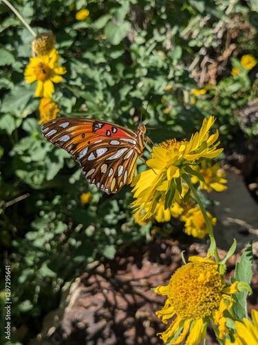 butterfly on flower