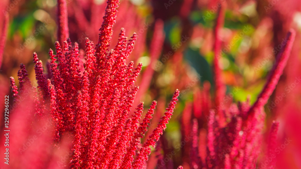 Red flowers of edible amaranth close-up against the background of amaranth plants planted in the field. Selective focus