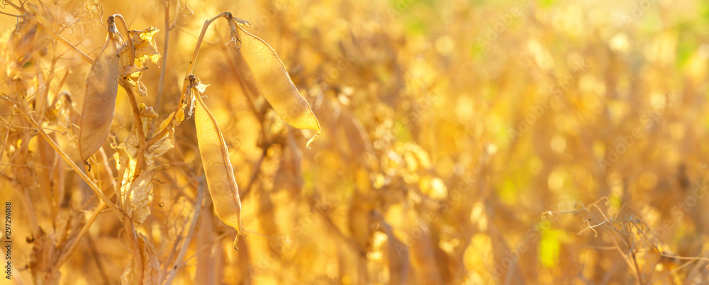 Rural landscape, banner - pea field in the rays of the summer sun, closeup with space for text