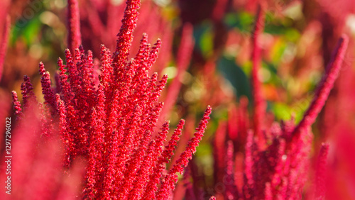 Obraz na płótnie Red flowers of edible amaranth close-up against the background of amaranth plants planted in the field. Selective focus w salonie