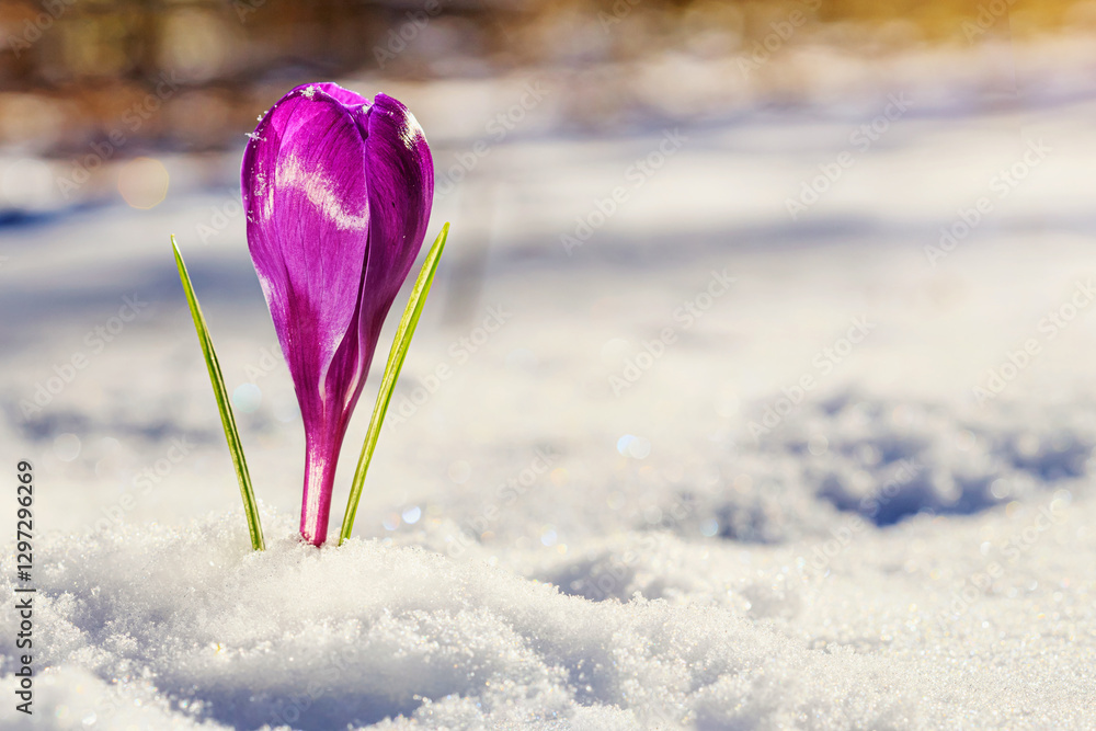 Crocus - blooming purple flower making their way from under the snow in early spring, closeup with space for text