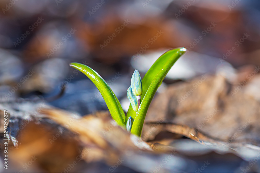 Blue flowers, snowdrops in early spring forest. Selective focus closeup. Scilla siberica Squill