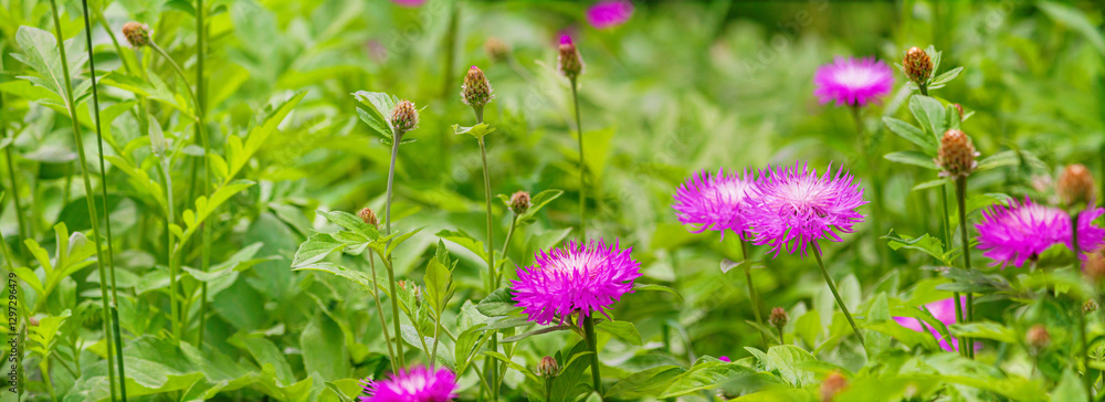 Close-up view of a blooming knapweed or centaurea jacea in a spring meadow. Horizontal background, banner with copy space for text