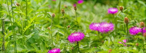 Obraz na płótnie Close-up view of a blooming knapweed or centaurea jacea in a spring meadow. Horizontal background, banner with copy space for text w salonie