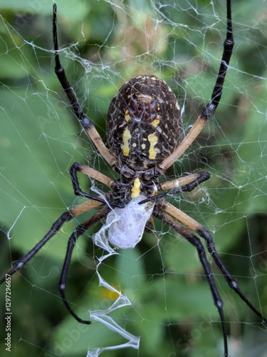 orb weaver spider with web