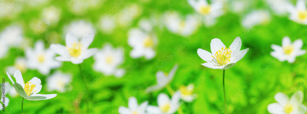 Spring landscape, banner, panorama - view of the anemone nemorosa in the spring forest in the rays of the sun. Horizontal background with copy space for text