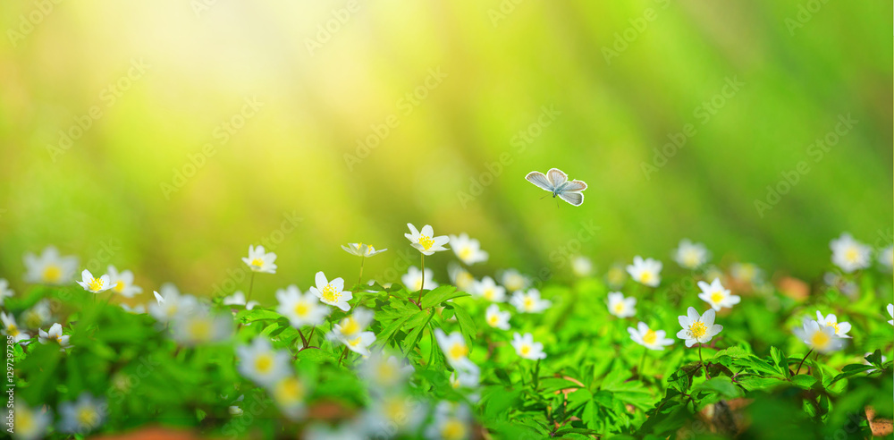 Spring landscape, banner, panorama - view of the anemone nemorosa in the spring forest in the rays of the sun