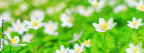 Spring landscape, banner, panorama - view of the anemone nemorosa in the spring forest in the rays of the sun. Horizontal background with copy space for text