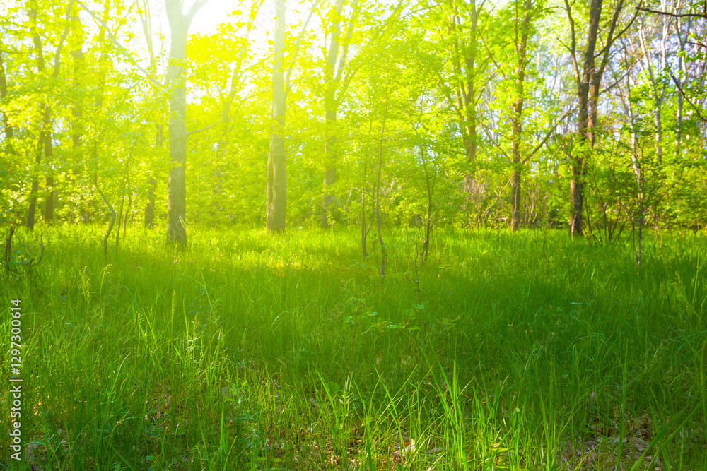 Fototapeta premium green spring forest glade in light of sparkle sun, beautiful seasonal outdoor scene