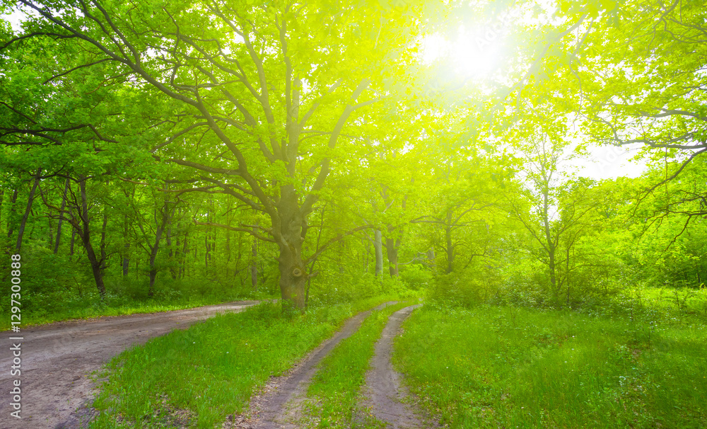Fototapeta premium ground road through the forest in light of sparkle sun, beautiful seasonal outdoor scene