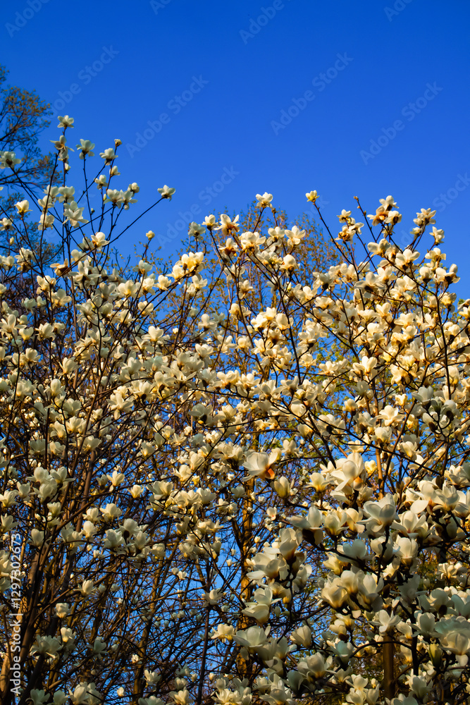 A tree covered in white magnolia blossoms in full bloom against a vivid blue sky.
