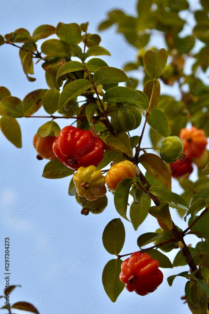 Obraz premium Suriname cherry fruits on a tree