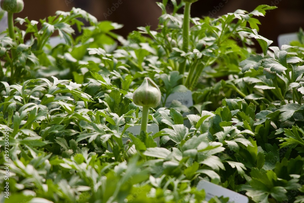 Obraz premium ranunculus flower leaves blooms detail 