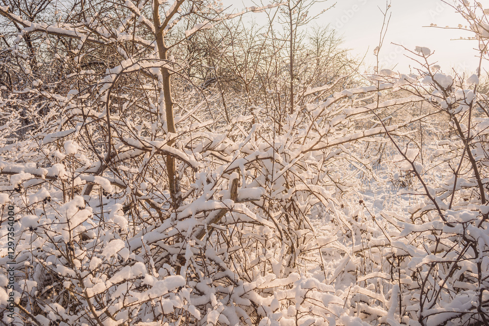 Beautiful winter landscape at the morning,sunrise over the trees , snow on the trees and ground,sunlights through the trees . Beautiful forest ,road in woodlands ,sunny Beautiful winter landscape at the morning,sunrise over the trees , snow on the trees and ground,sunlights through the trees . Beautiful forest ,road in woodlands ,sunny