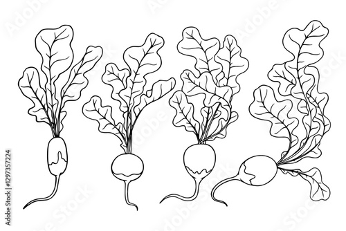 Set of linear sketches of radish root vegetables with foliage. Vector graphics.